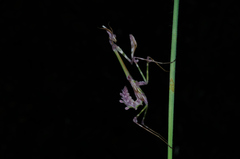Empusa pennata