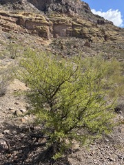 Bursera microphylla, photograph (c) Matt Berger, some rights reserved (CC BY)