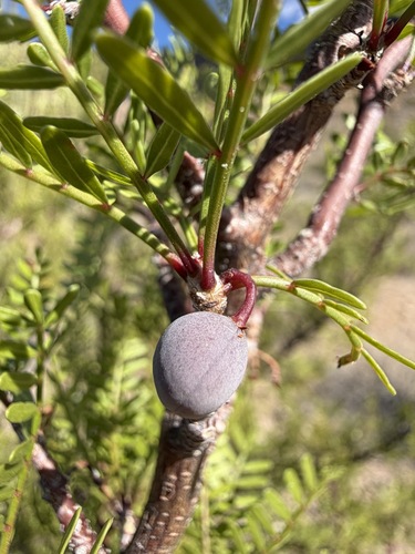 Bursera microphylla, photograph 5