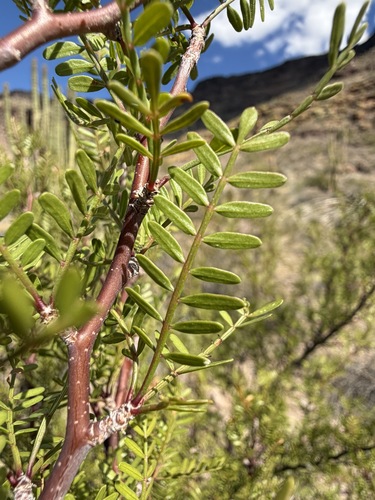 Bursera microphylla, photograph 4