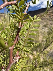 Bursera microphylla, photograph (c) Matt Berger, some rights reserved (CC BY)