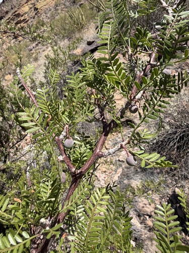 Bursera microphylla