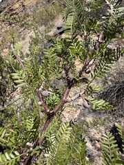 Bursera microphylla