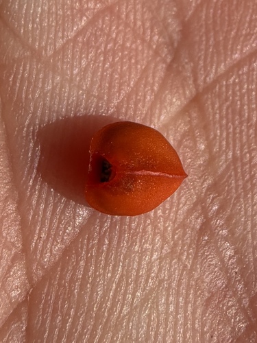 Bursera microphylla, photograph 2