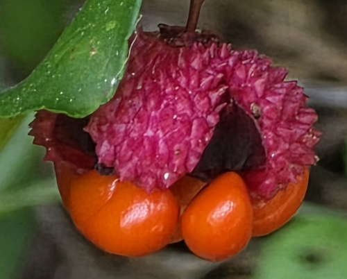 strawberry bush