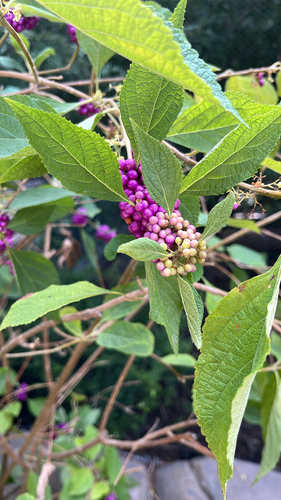 American beautyberry