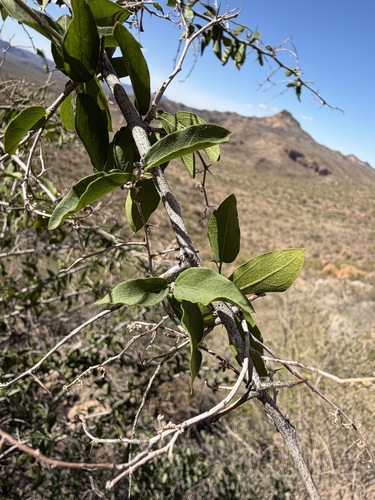 Celtis pallida, photograph 6