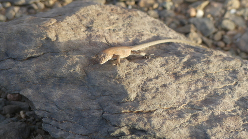 Desert Lacerta