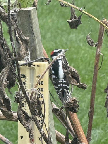 Downy Woodpecker