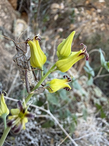 Streptanthus carinatus