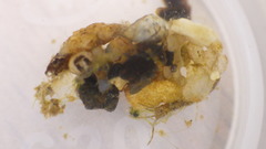 Glossosoma