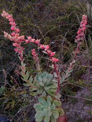 Echeveria quitensis