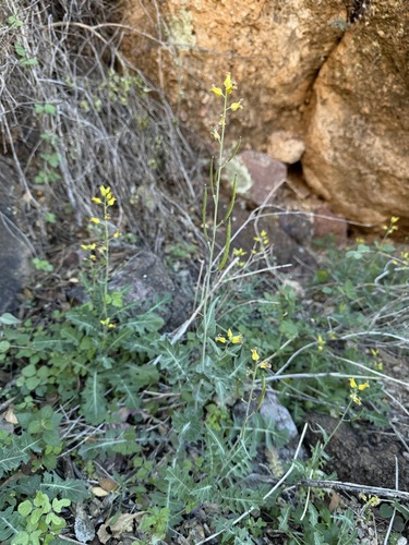 Streptanthus carinatus