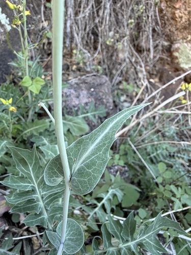 Streptanthus carinatus, photograph 3