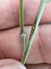 Streptanthus carinatus, photograph (c) Matt Berger, some rights reserved (CC BY)