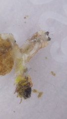 Glossosoma
