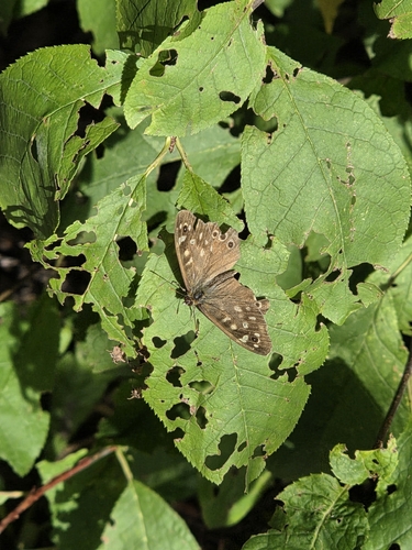 Speckled Wood