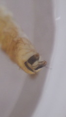 Glossosoma