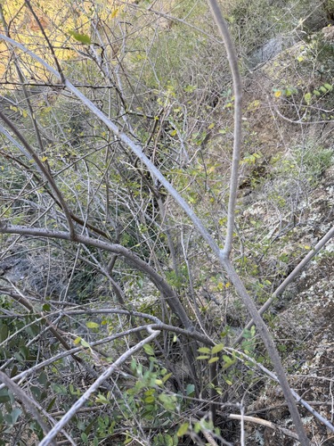 Coursetia glandulosa, photograph 2