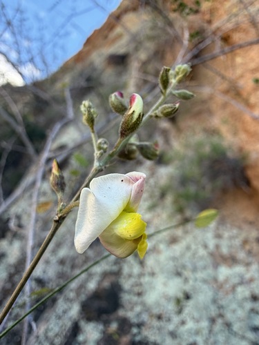 Coursetia glandulosa, photograph 1