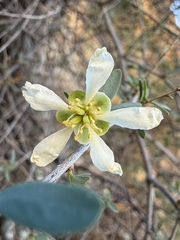 Crossosoma bigelovii, photograph (c) Matt Berger, some rights reserved (CC BY)