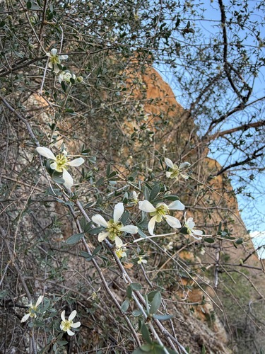 Crossosoma bigelovii, photograph 6