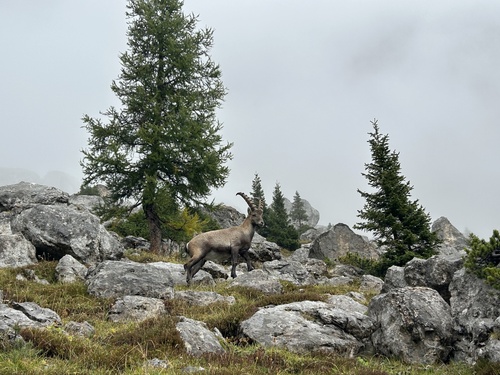Alpine Ibex