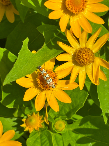 Ailanthus Webworm Moth