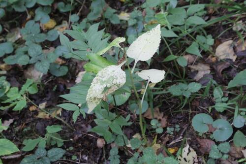 Campanula latifolia, 2026-09-08