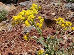 Erynnis meridianus