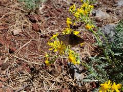 Erynnis meridianus