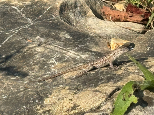 Prairie Lizard