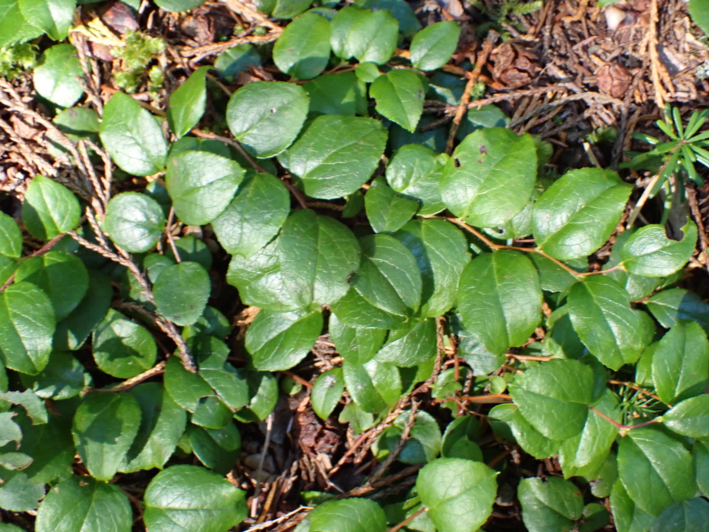 Gaultheria ovatifolia; photograph author not stated, no rights reserved