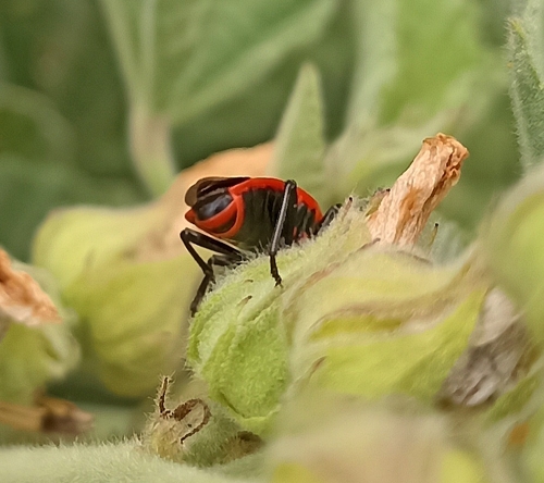 European Firebug
