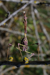 Empusa pennata