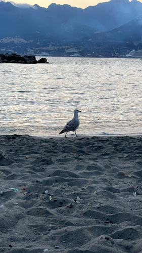 Yellow-legged Gull