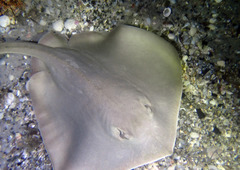 Hemitrygon fluviorum