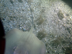 Hemitrygon fluviorum