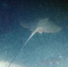 Hemitrygon fluviorum