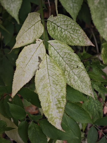 European black elderberry