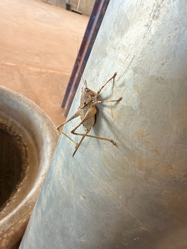 Two-toothed Bush-cricket