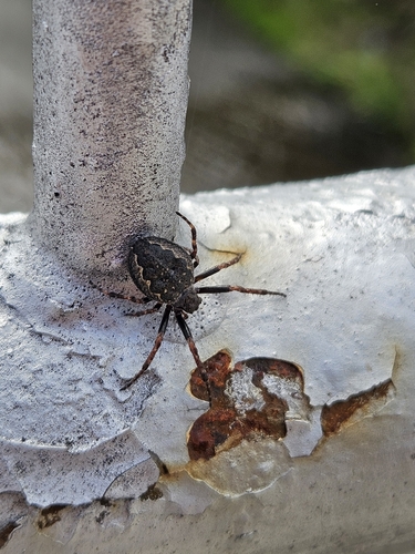 Walnut Orbweaver