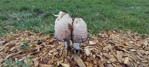 Shaggy Mane