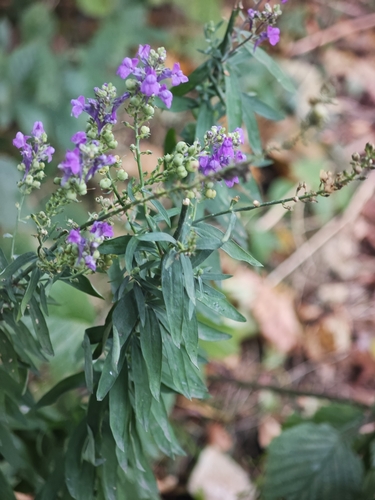 Purple Toadflax