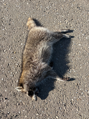 Common Raccoon