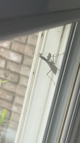 Carolina Mantis