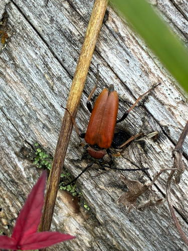 Red Pine Longhorn Beetle