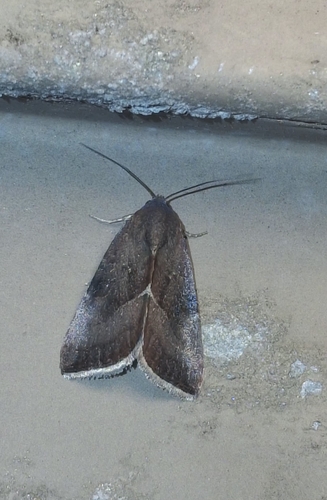 Wedgling Moth