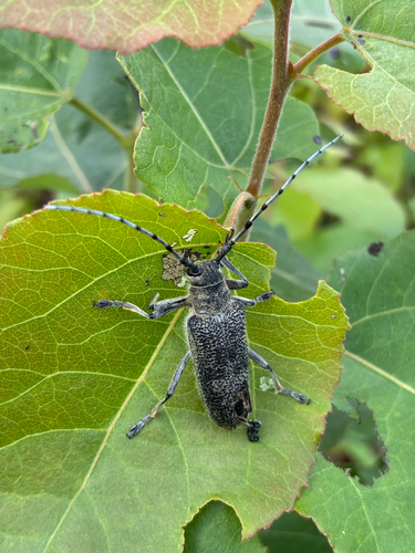 poplar borer