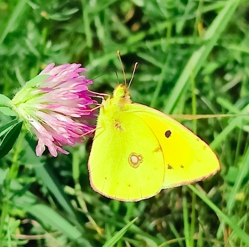Clouded Yellow